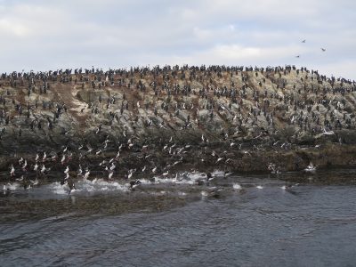 ilhas dos passaros co canal de beagle