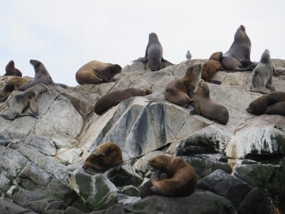 ilha dos lobos no canal de beagle
