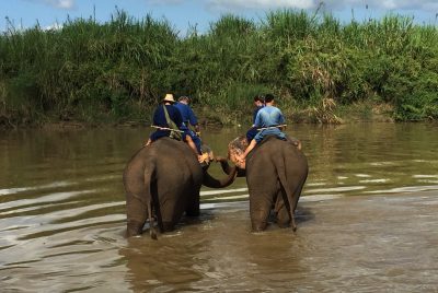elefante no golden triangle