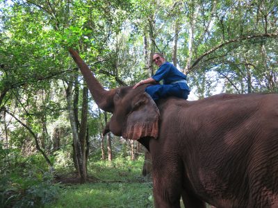 elefante no golden triangle
