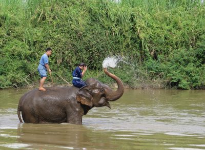 elefante no golden triangle