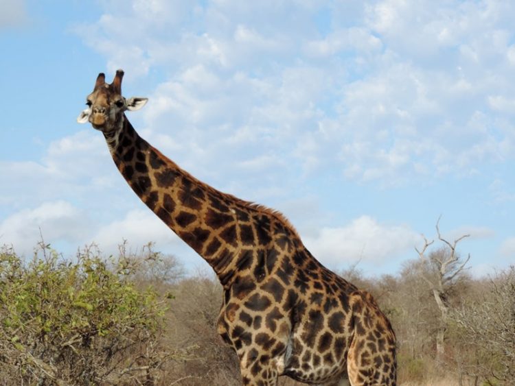 Girafa durante o safari no Singita Lebombo na África do Sul