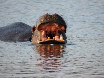 Hipopotámo durante o safari no Singita Lebombo na África do Sul