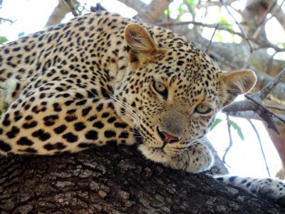 Leopardo durante o safari no Singita Lebombo na África do Sul