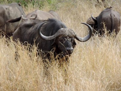Búfalo durante o safari no Singita Lebombo na África do Sul