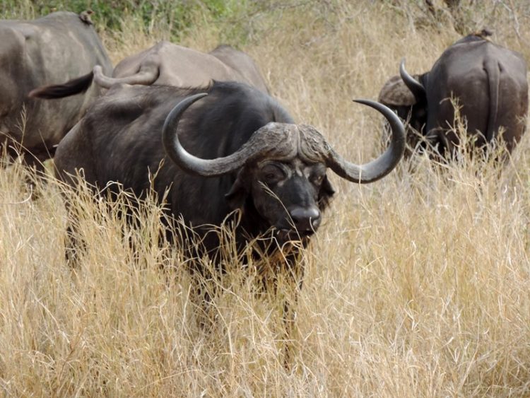 Búfalo durante o safari no Singita Lebombo na África do Sul
