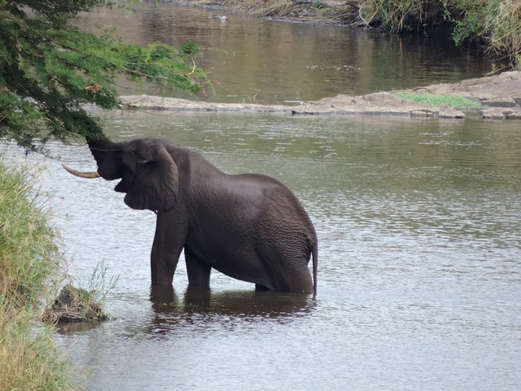 Elefante visto do lodge do do Singita Lebombo na África do Sul