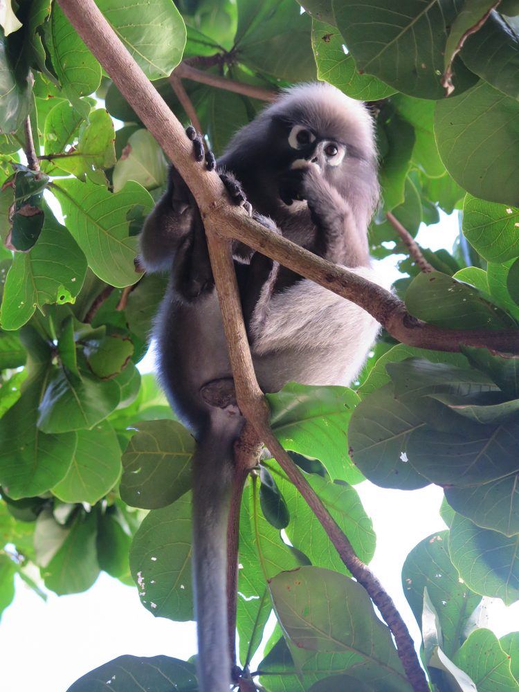 Macaco Spectacled Langur