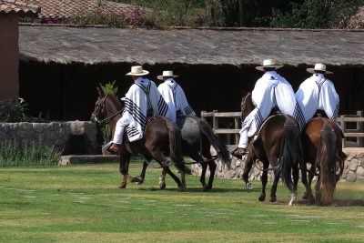 Performance de cavalos com dança marinera