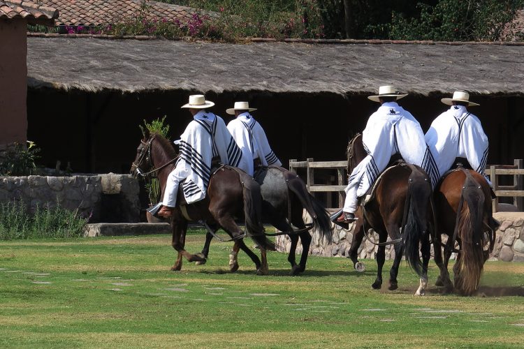 Performance de cavalos com dança marinera