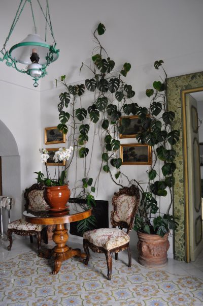 plantas subindo pelas paredes
