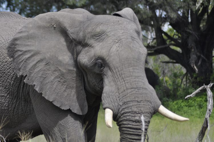 safari em botswana