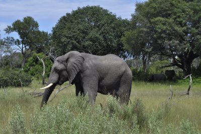 safari em botswana