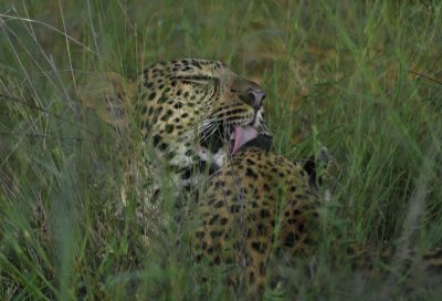 safari em botswana