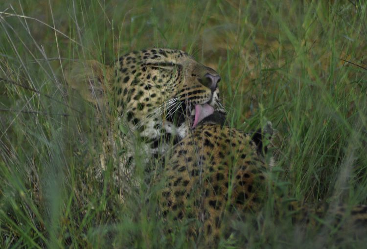 safari em botswana