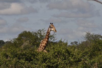 safari em botswana