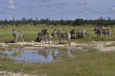 safari em botswana