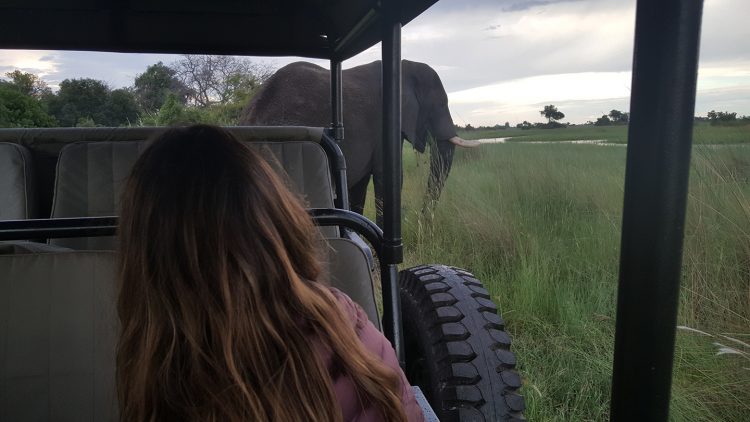 safari em botswana