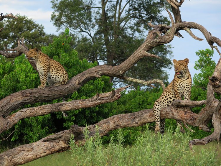 safari em botswana