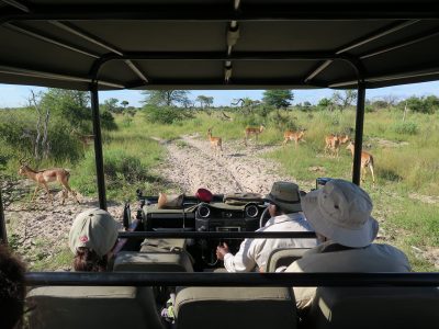 game drive em Botswana