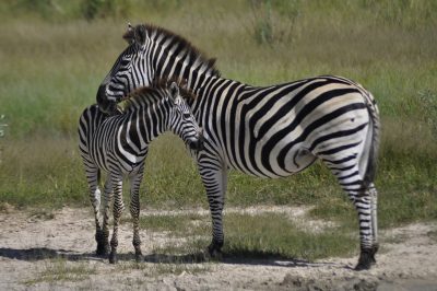 safari em botswana