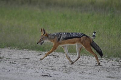 safari em botswana