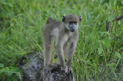 safari em botswana