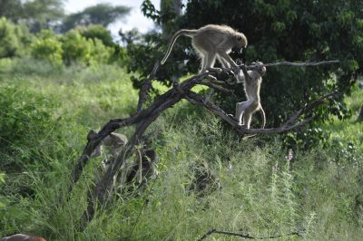 safari em botswana