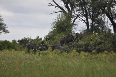 safari por água