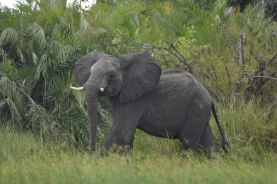 safari por água