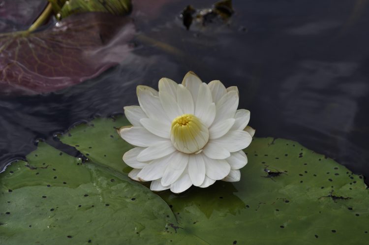 Water lilies no safari por água