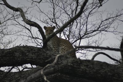 leopardo no safari
