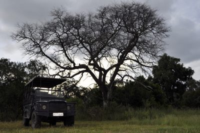 leopardo no safari