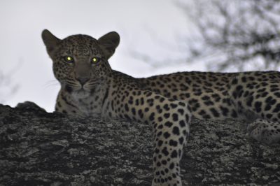 leopardo no safari