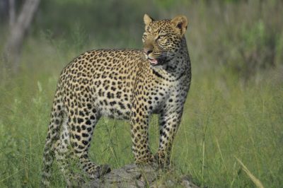 safari em botswana