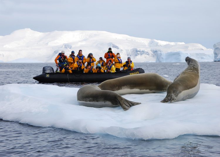 focas na Antártica